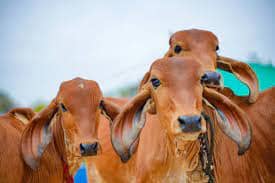 Importance Of Cows In Vedic Astrology